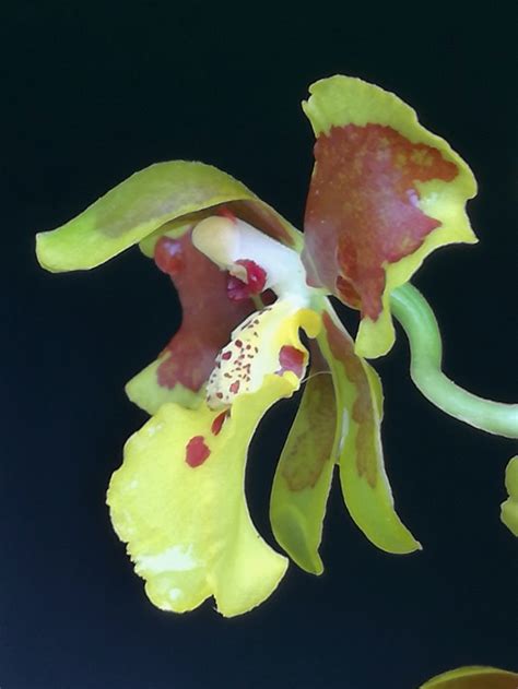 Oncidium Sarcodes