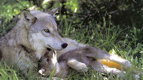 Wolf Puppies Wallpapers Wallpaper Cave