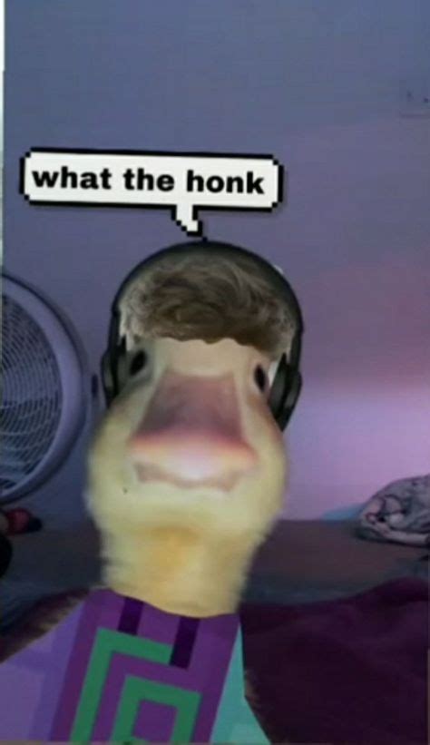 23 Duck Pfp Ideas In 2021 Duck Dream Team Duck Memes