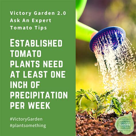 Tomato Tip 5 Once You Plant Your Tomatoes Continue Watering