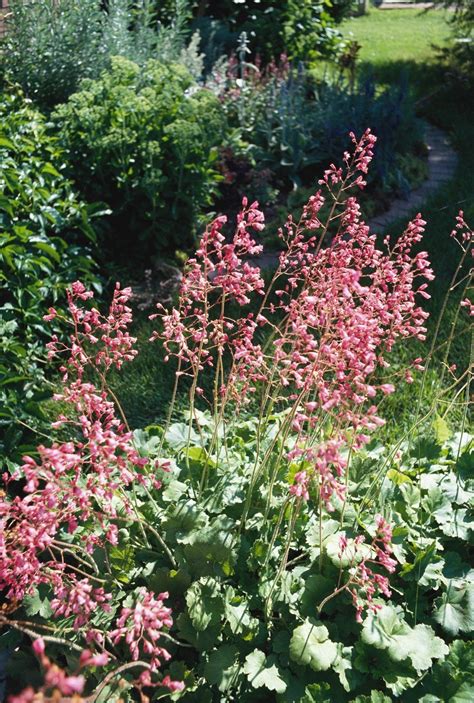 14 Perennials That Thrive In Wet Soil 1000 In 2020 Best Perennials