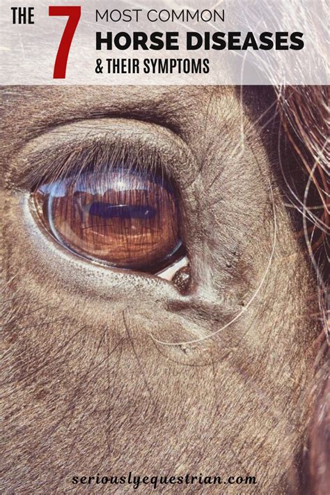The 7 Most Common Horse Diseases And Their Symptoms Seriously