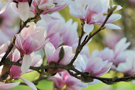 This Flowering Tree Will Complete Your Front Garden Magnolia Tree