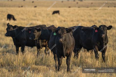 Scenic View Of Herd Of Black Cows On Pasture — Farm Cattle Stock