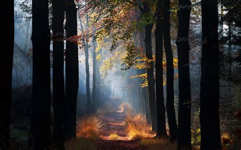 X Nature Landscape Mist Path Forest Grass Sun Rays Morning Trees Fall Leaves Wallpaper