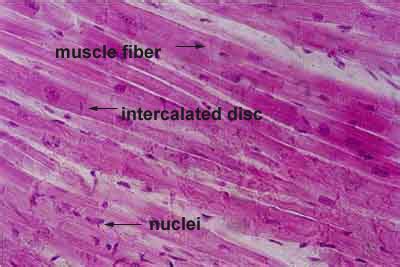 Heart Histology Cardiac Muscle Labels Histology Slide