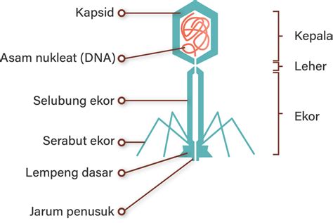 Gambarkan Secara Skematis Struktur Virus Dan Bagia