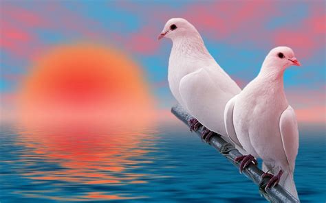 Birds Beautiful White Pigeons Love At Sunset Desktop Hd Wallpaper For