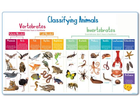 Animal Classification Mural - Animal School Signs - Charlie Fox Signs