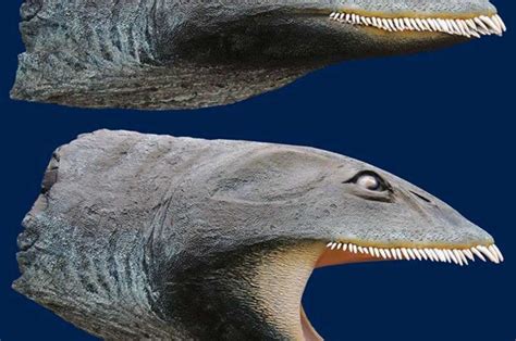 Plesiosaur Fossil Found 33 Years Ago Yields New Convergent Evolution