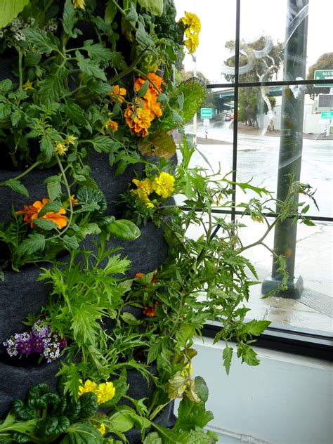 Aquaponic Vertical Vegetable Garden — Florafelt Living Wall Systems