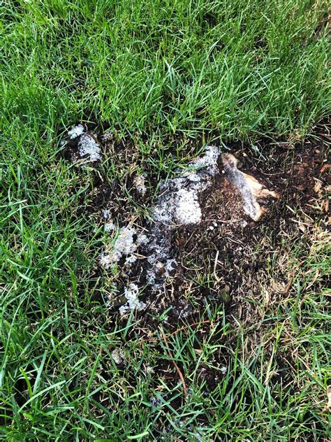 White Fungus From Tree Stump On Lawn Forums