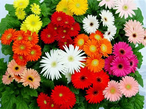 24 Baru Tanaman Hias Bunga Potong Dan Persyaratan Tumbuhnya Tanaman Hias