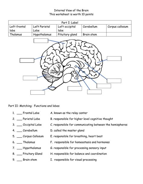 Brain Structures And Functions Diagram Worksheet Pdf Function Worksheets