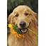 20 Smiling Golden Retrievers That Will Melt Your Heart – The Paws