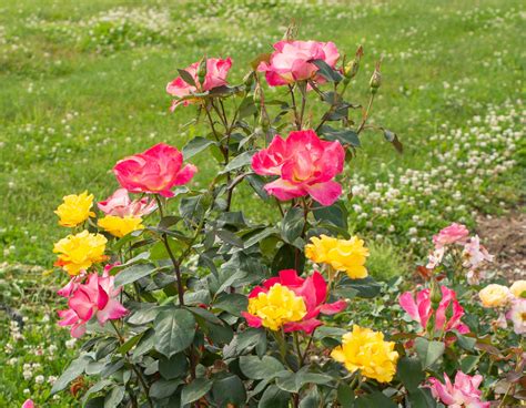 Sunset Horizon Rose Plant Addicts