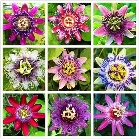 Passionfruit Mix（50）seeds Flowers Easy To Grow Planting For Outdoor