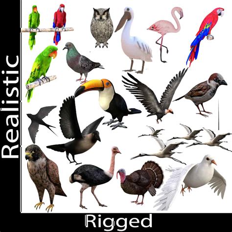 Bird Collection 3d Model Rigged And Low Poly Game Ready