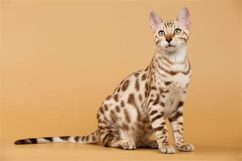Bengal Cats Pet Profile Dutch