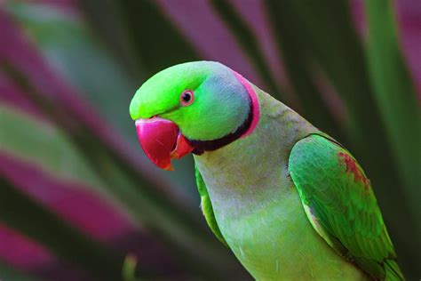 Ringneck Parrot Profile Photograph By Warwick Lowe Pixels