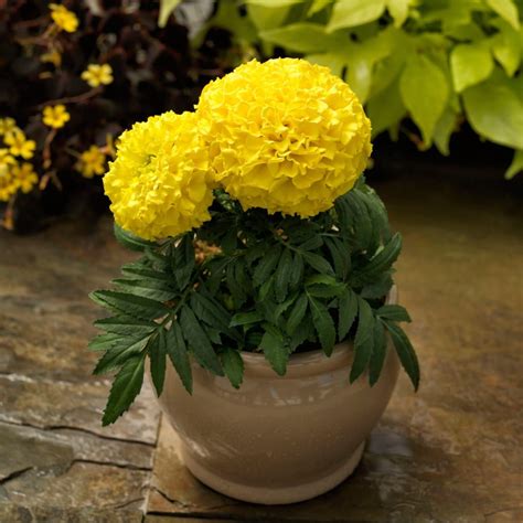 Marigold Crown Yellow 10 Seeds Urban Gardens