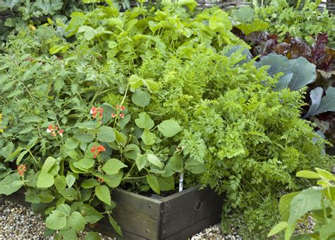 How To Grow Plants In Raised Beds Thompson Morgan