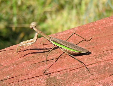 Tenodera Sinensis Chinese Praying Mantis Newark Ohio Flickr