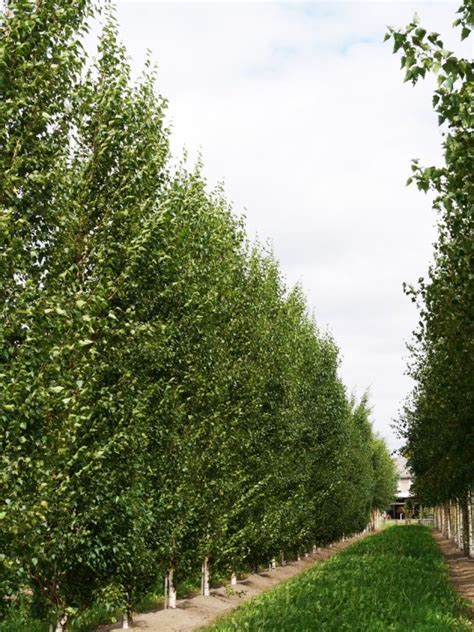 Betula Silver Birch Narrow Plants For Spaces