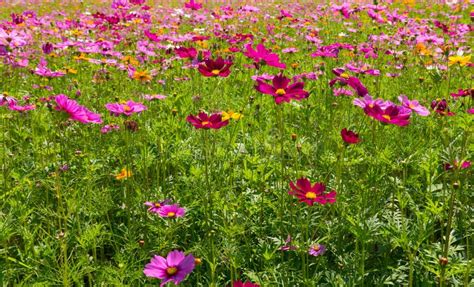 Cosmos Flower Field Flower Field In Summer Stock Photo Image Of
