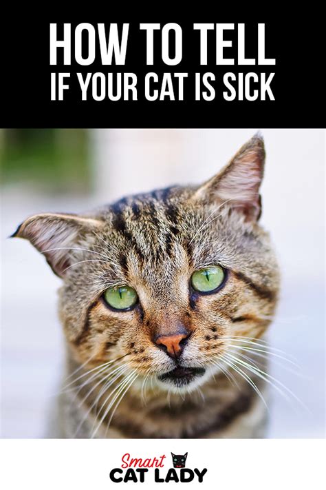 How To Tell If Your Cat Is Sick Sick Cat Cat Parenting How To Cat