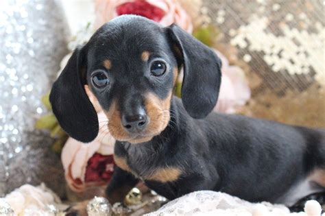 He then made all the animals, the fish the birds and bees. K.C Miniature Dachshund puppies PRA clear | Kings Lynn ...