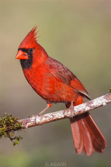 Northern Cardinal Song Call Facts Female Habitat Diet