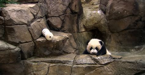 Meet Bei Bei National Zoo Debuts Newest Panda Cub