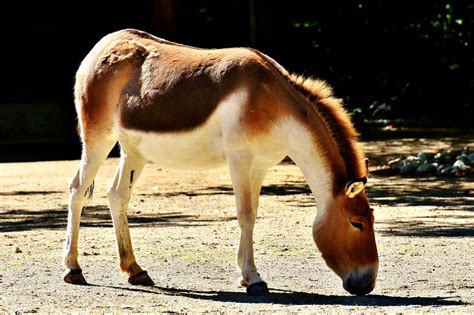 Edit Free Photo Of Donkeyanimalwildlife Photographyanimal World