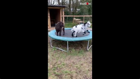 Playful Baby Goats Enjoy Bouncing On Trampoline Youtube