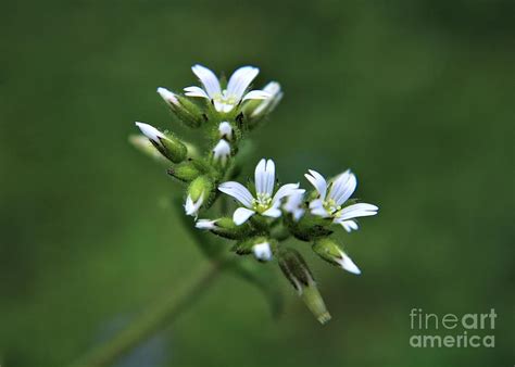 Tiny White Wild Flowers Photograph By Dee Leah G Pixels