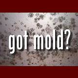 Home Inspection Mold Test