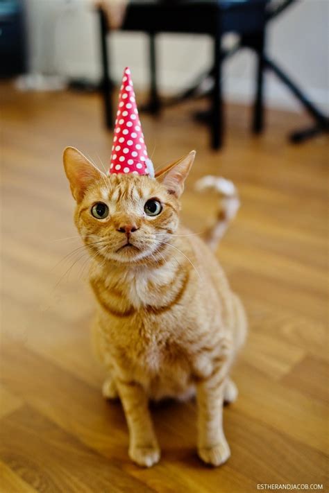 Happy Birthday To Us A Cat Birthday Celebration