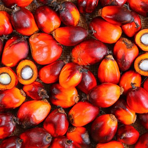 If you love audi, ferrari, porsche, volkswagen and bmw, then look no further. Sime Darby Plantation - European Palm Oil Choice