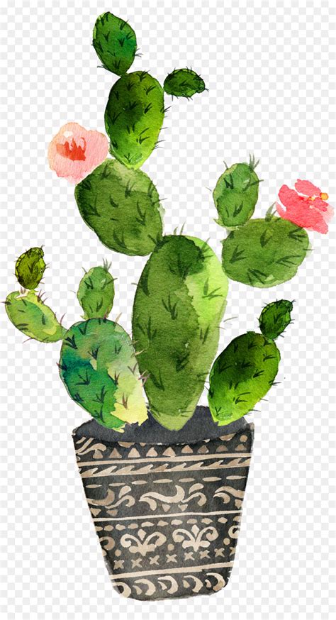 Cactus Plant Drawing Information Chocmales