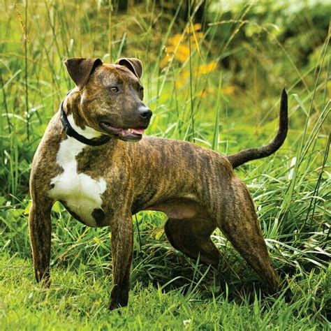 Maybe you would like to learn more about one of these? Brindle Pitbull Terrier