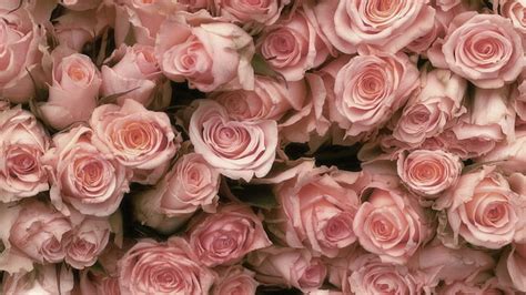 Hd Wallpaper A Tray Of Pink Roses Flowers Floral Petals Pink Color