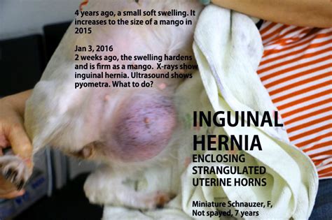 Canine Inguinal Hernia