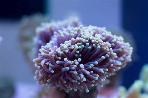 Soft Corals Are A Common Addition To The Reef Tank Algone