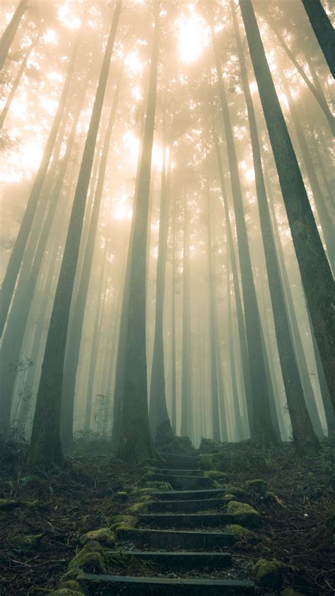 Download Wallpaper 2160x3840 Forest Stairs Fog Samsung Galaxy S4 S5