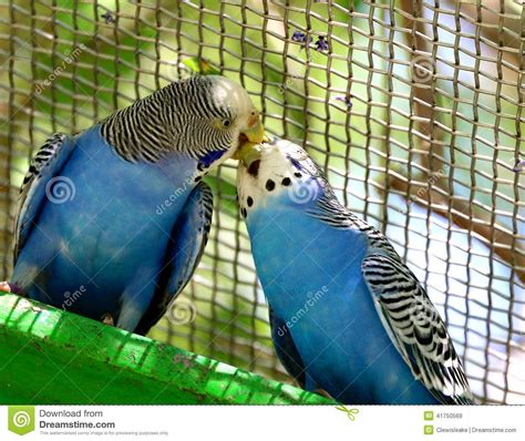 Parakeets Perched And Kissing Stock Image Image Of Feathers America