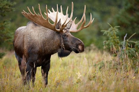 Bull Moose By Stocksy Contributor Paul Tessier Stocksy