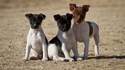 rat terrier dog breed origin behavior trainability facts puppy price color health