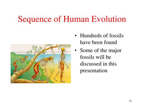 Ppt Human Evolution Powerpoint Presentation Free Download Id5359770