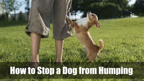 How To Stop A Dog From Humping Explanation Of This Behavior